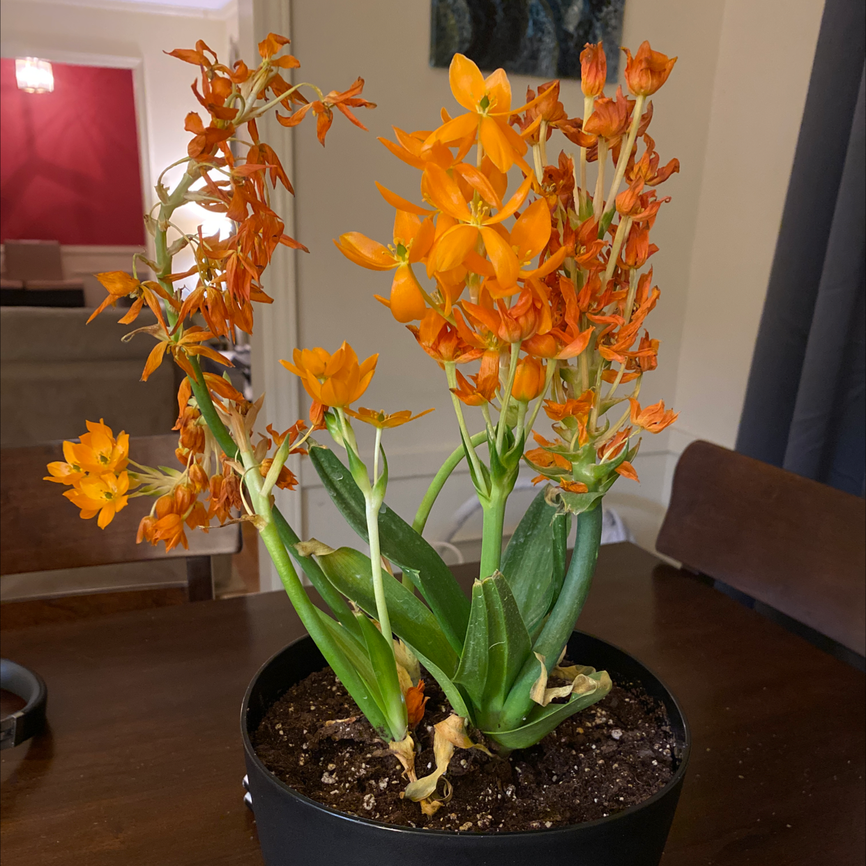 Potted Sun Star plant with vibrant orange flowers and some yellowing leaves at the base.
