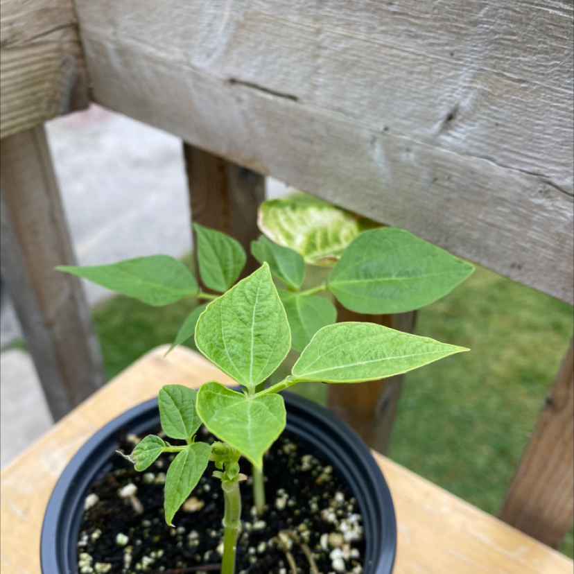 Best Soil Potting Mix for Common Bean