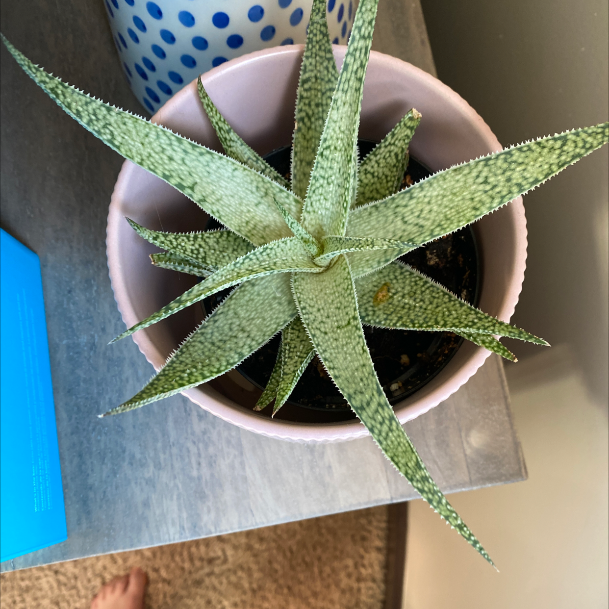 Lace Aloe plant in a pink pot, healthy green leaves, no visible issues.