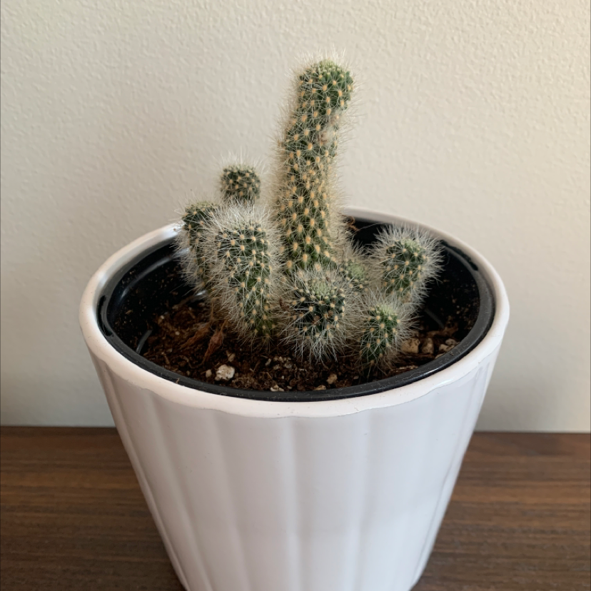 Photo of the plant species Rebutia fulviseta by Florence named Martine-Arthur-Picpic on Greg, the plant care app