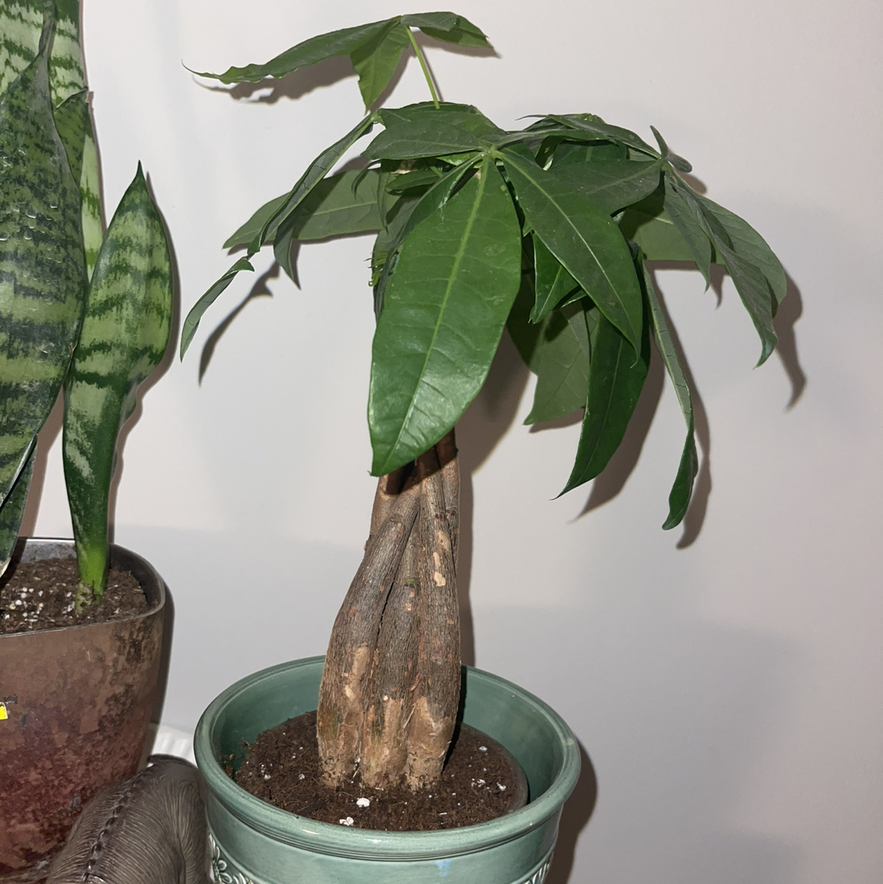 Money Tree plant photo by @kicleland named Daphne on Greg, the plant care app.