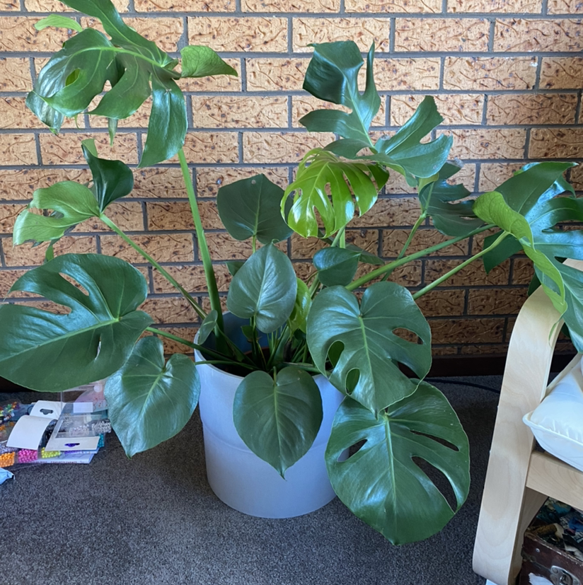 Monstera plant photo by @queenofbees99 named Cleoplantra on Greg, the plant care app.