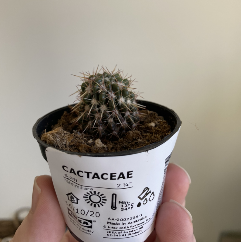 A small Mammillaria backebergiana cactus in a labeled pot with visible soil.