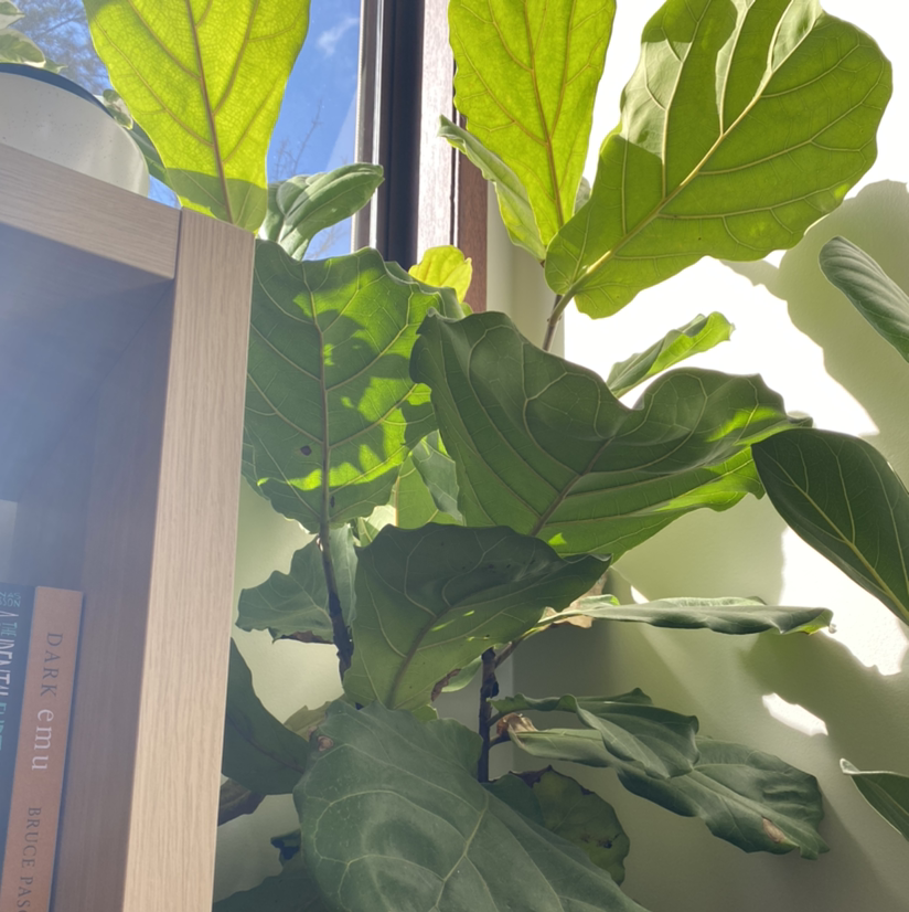 Fiddle Leaf Fig plant photo by @queenofbees99 named Tree Diddy on Greg, the plant care app.