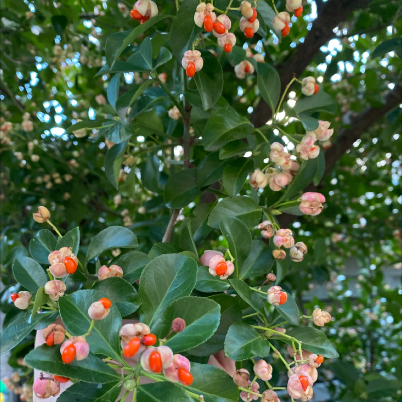 Japanese Spindle plant with dark green leaves and colorful berries, appears healthy.