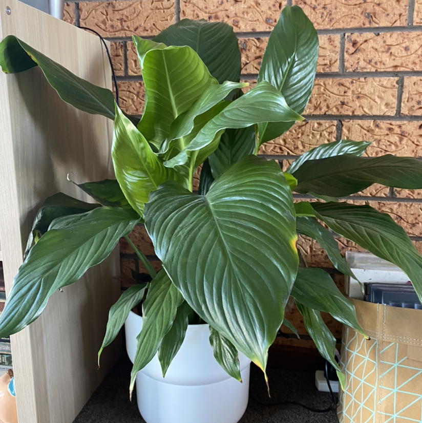 Peace Lily plant photo by @queenofbees99 named Bigleaf Smallz on Greg, the plant care app.
