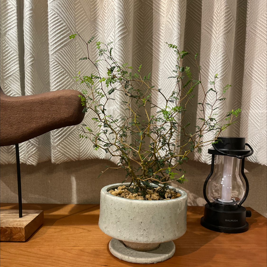 How Should Kowhai Be Cut Back?