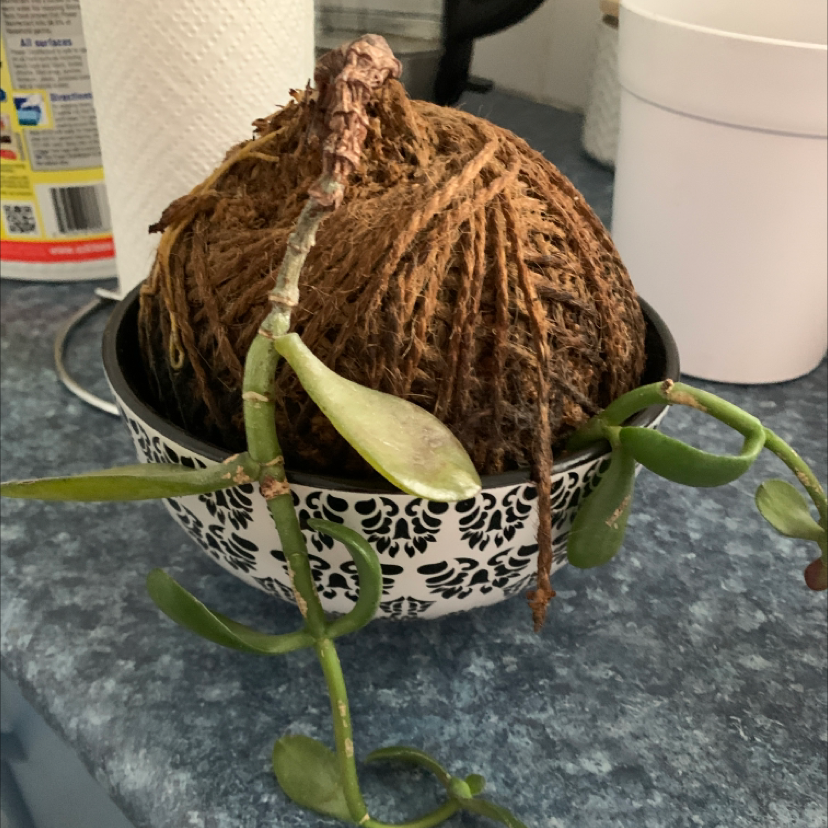 Lucky Plant plant photo by @Onyx named Gaga on Greg, the plant care app.