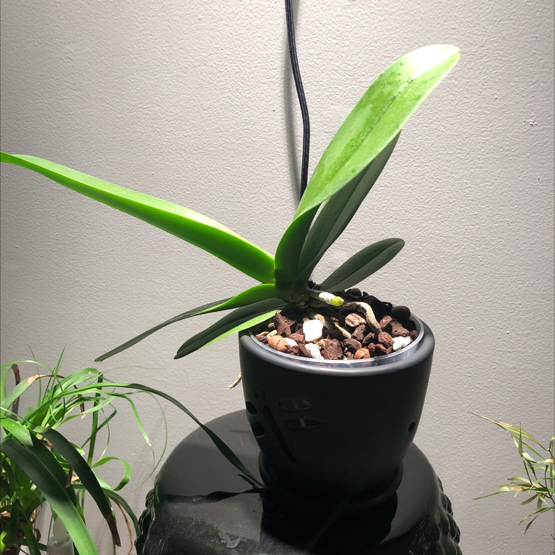 Potted plant with long green leaves on a black surface, soil visible.