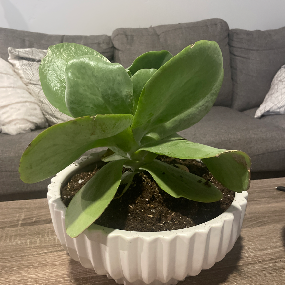 Flapjacks plant (Kalanchoe thyrsiflora) in a white pot with visible soil, placed on a wooden surface.