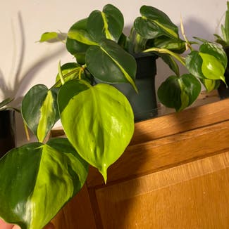 Heartleaf Philodendron plant in Lyle, Washington