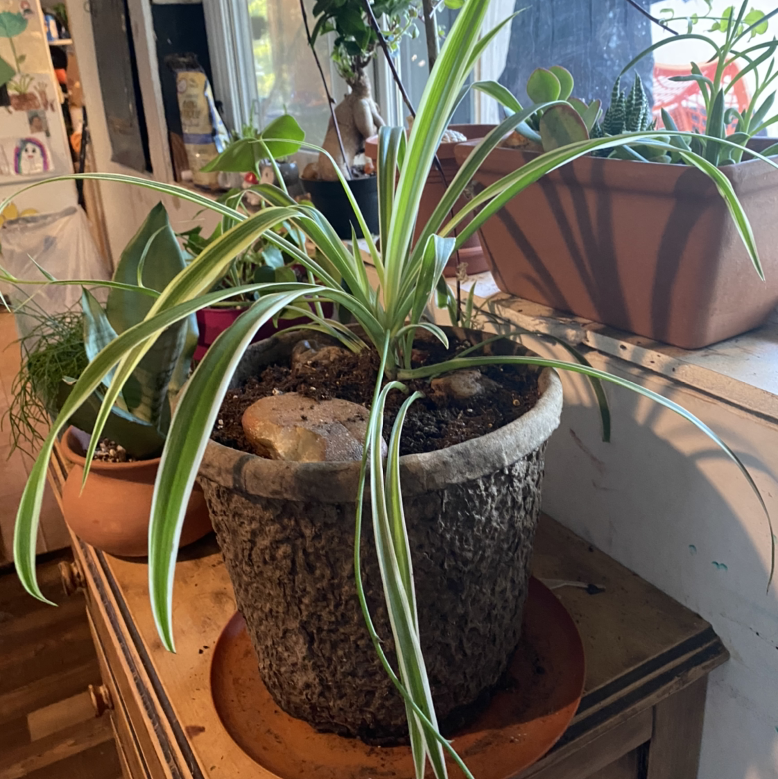 Spider Plant plant photo by @Giggles named Spidy on Greg, the plant care app.