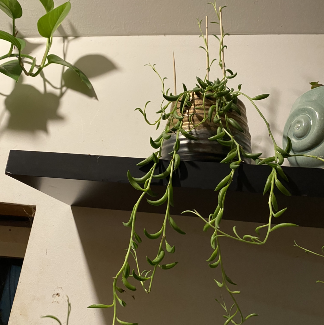 String of Bananas plant photo by @Giggles named Harper on Greg, the plant care app.