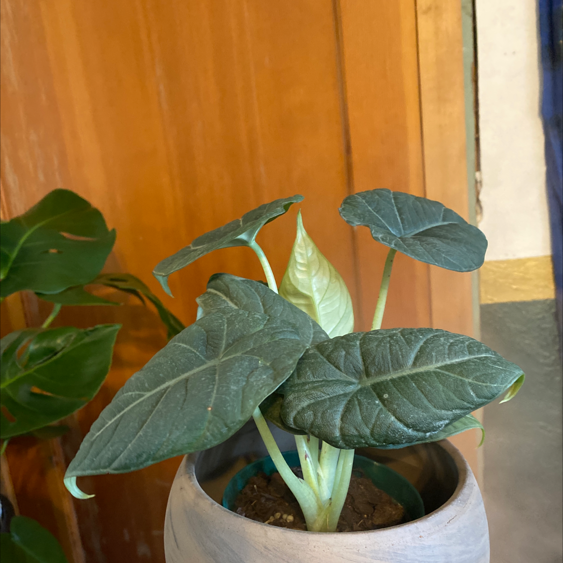 Alocasia 'Maharani' plant with dark green, textured leaves in a pot. Soil is visible.