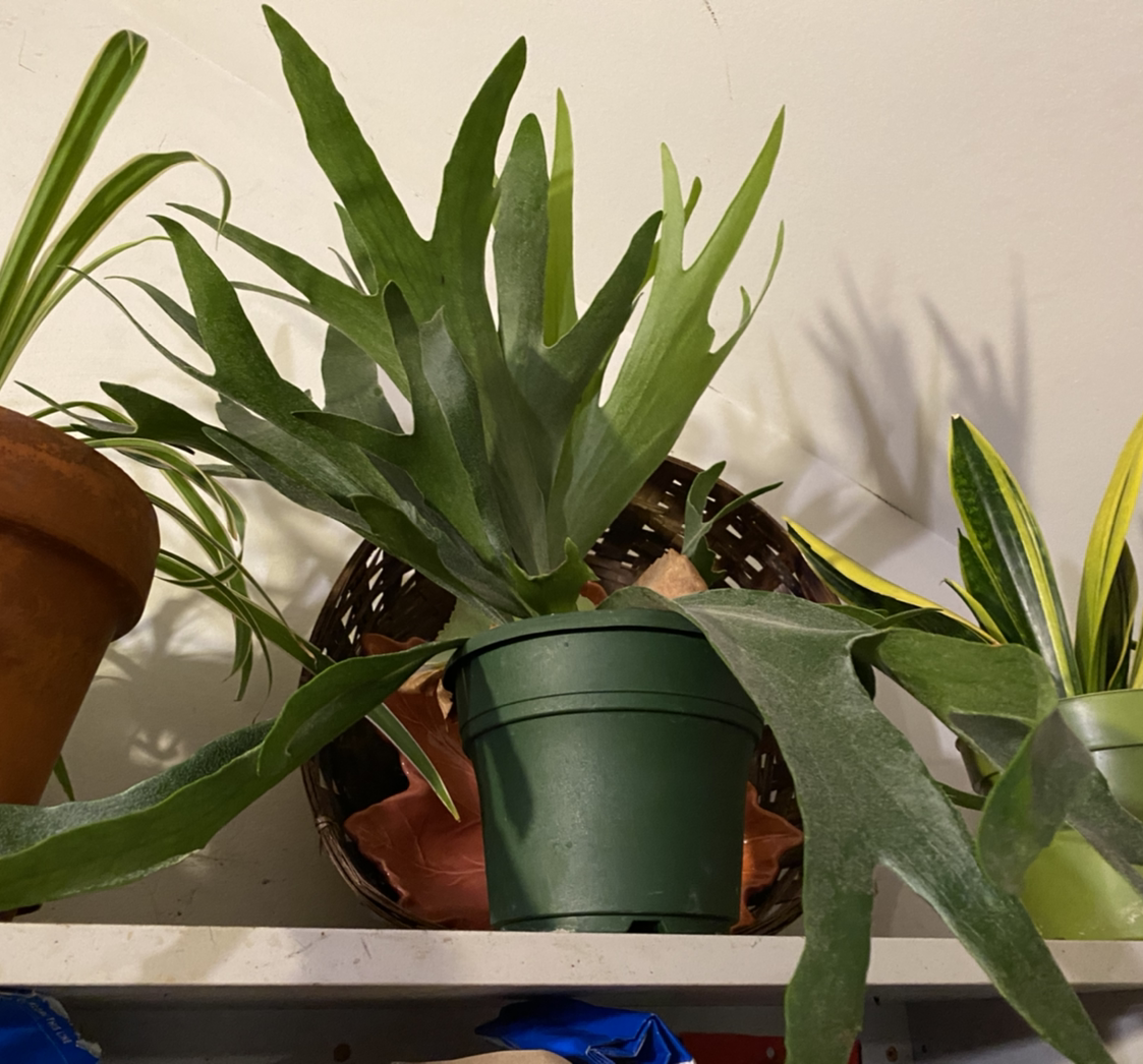 Elkhorn Fern plant photo by @Giggles named Xena on Greg, the plant care app.
