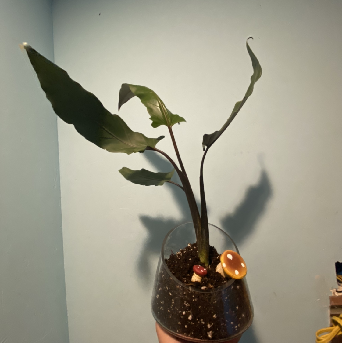 Purple Sword plant in a glass container with visible soil and decorative items.