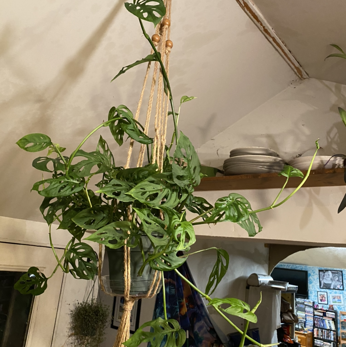 Window Leaf plant photo by @Giggles named Stella on Greg, the plant care app.