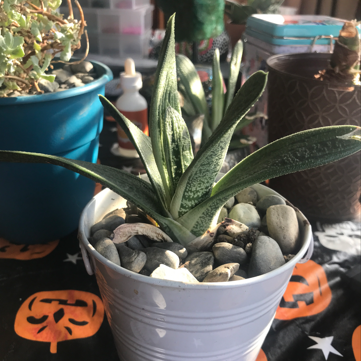 Healthy Ox Tongue succulent plant with spotted dark green leaves growing in a white pot.
