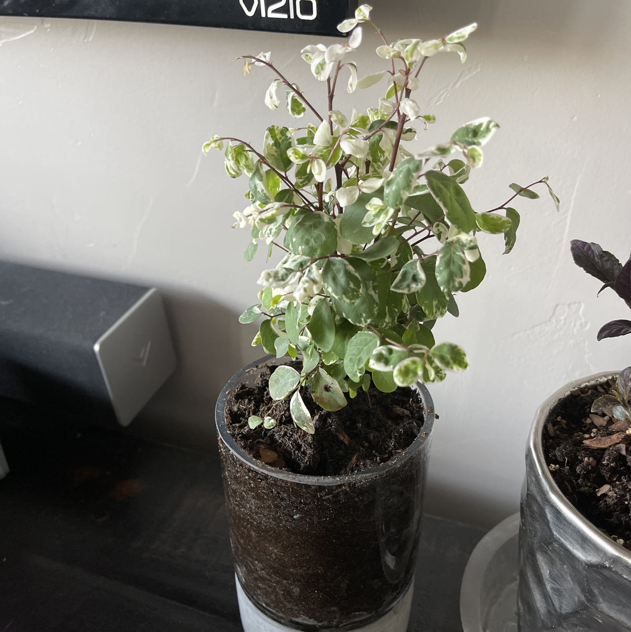 Photo of the plant species Brenia Snowbush by Vanessa named Jo-jo on Greg, the plant care app