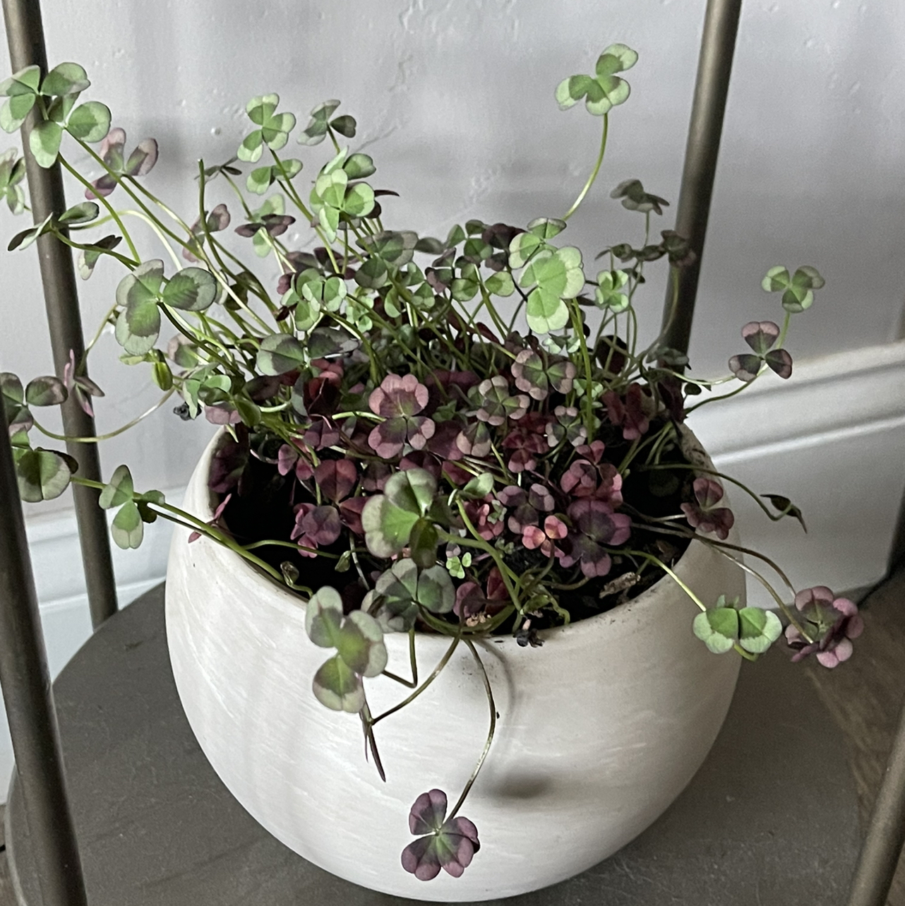 Photo of the plant species Ornamental Clover by Vanessa named Bubbles on Greg, the plant care app