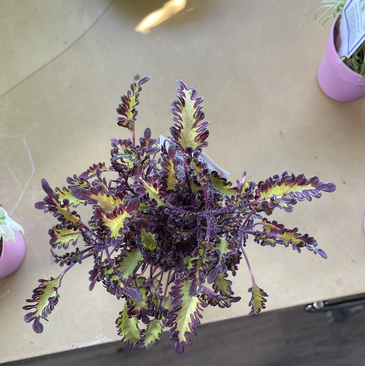 Photo of the plant species Sadiki's Quetzal Coleus by Vanessa named Haze on Greg, the plant care app