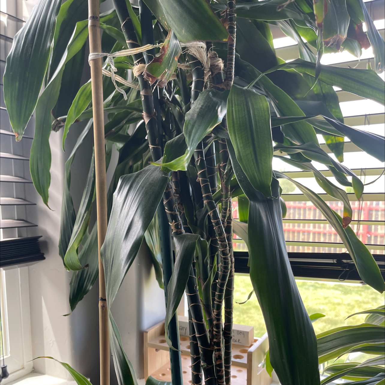 Dracaena 'Lisa' plant with multiple stems and long, narrow leaves near a window.