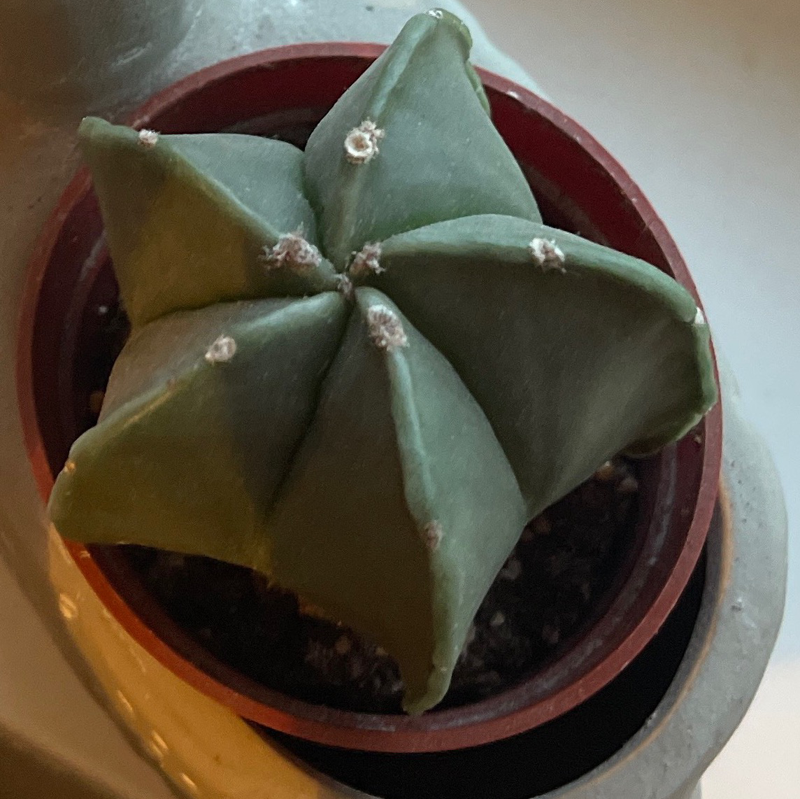 Bishop's Cap Cactus in a small pot with visible soil, well-framed and in focus.