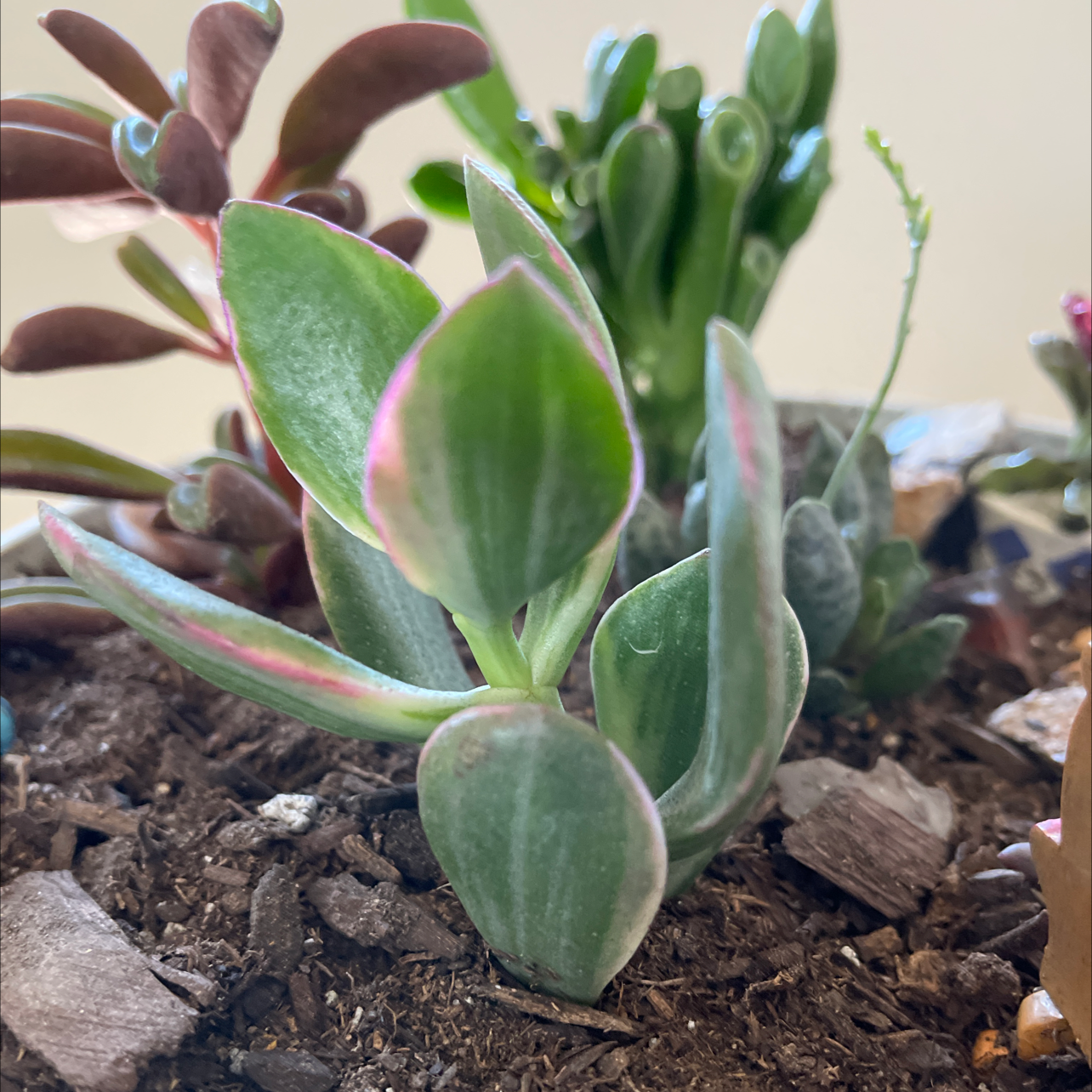 Variegated jade plant with green, white, and pinkish leaves. Soil and multiple plants visible.