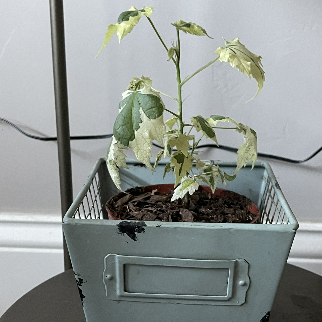Photo of the plant species Parlour Maple by Vanessa named Athena￼ on Greg, the plant care app