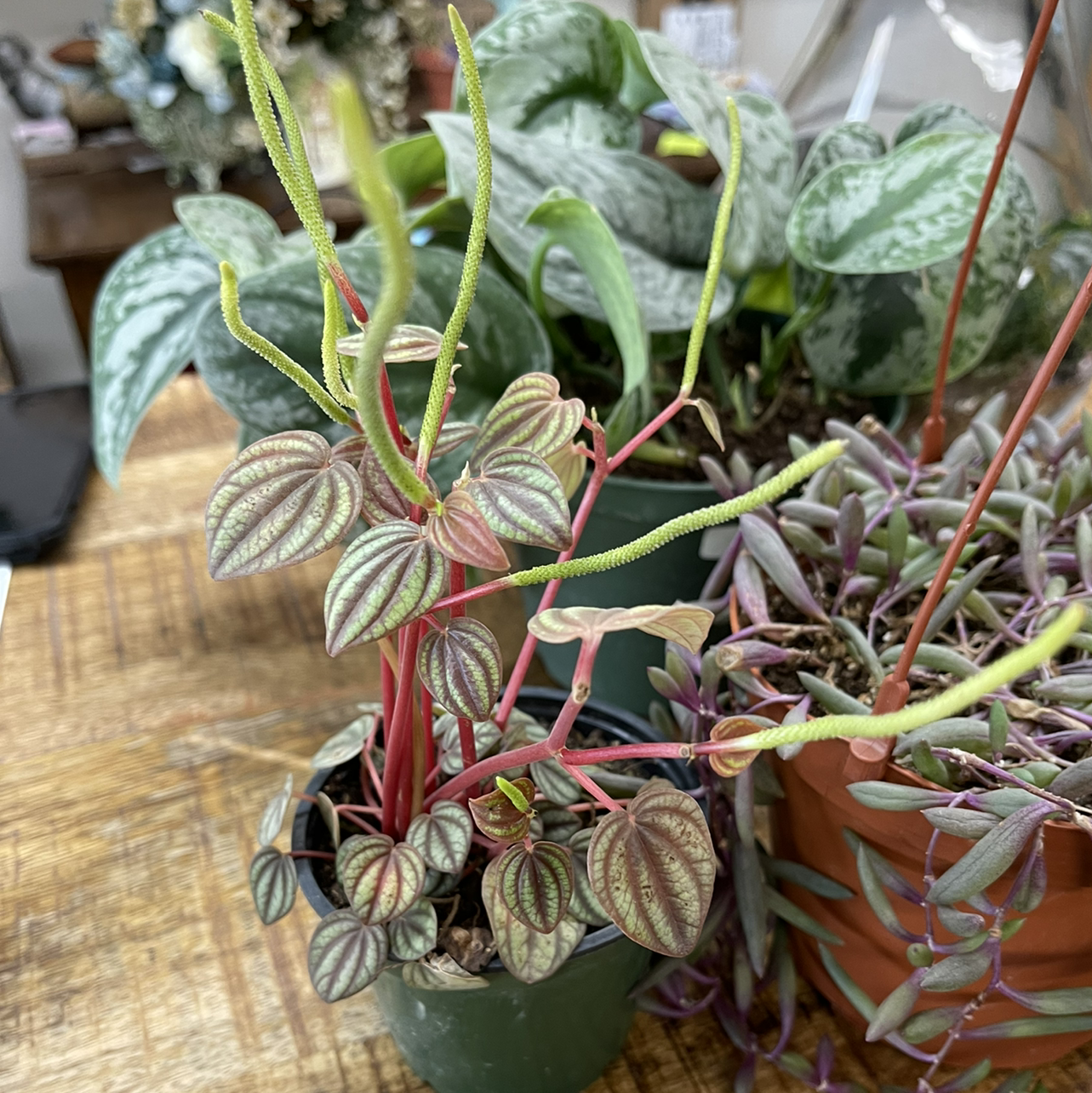 Photo of the plant species Peperomia piccolo banda by Vanessa named Starla￼ on Greg, the plant care app