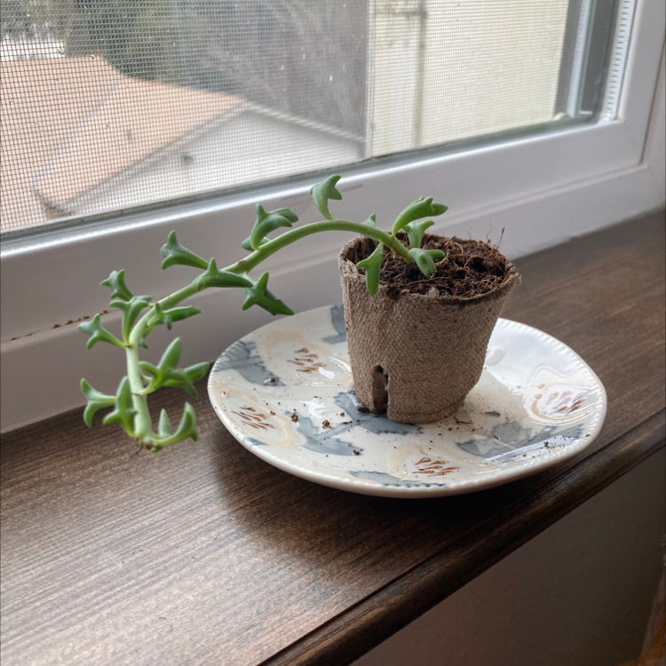String of Dolphins plant in a small pot on a plate by a window.
