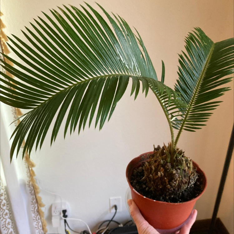 A healthy Sago Palm in a small pot with vibrant green leaves.