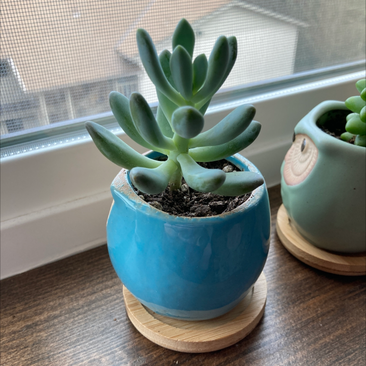 Belle Blue succulent in a blue pot on a windowsill, soil visible.