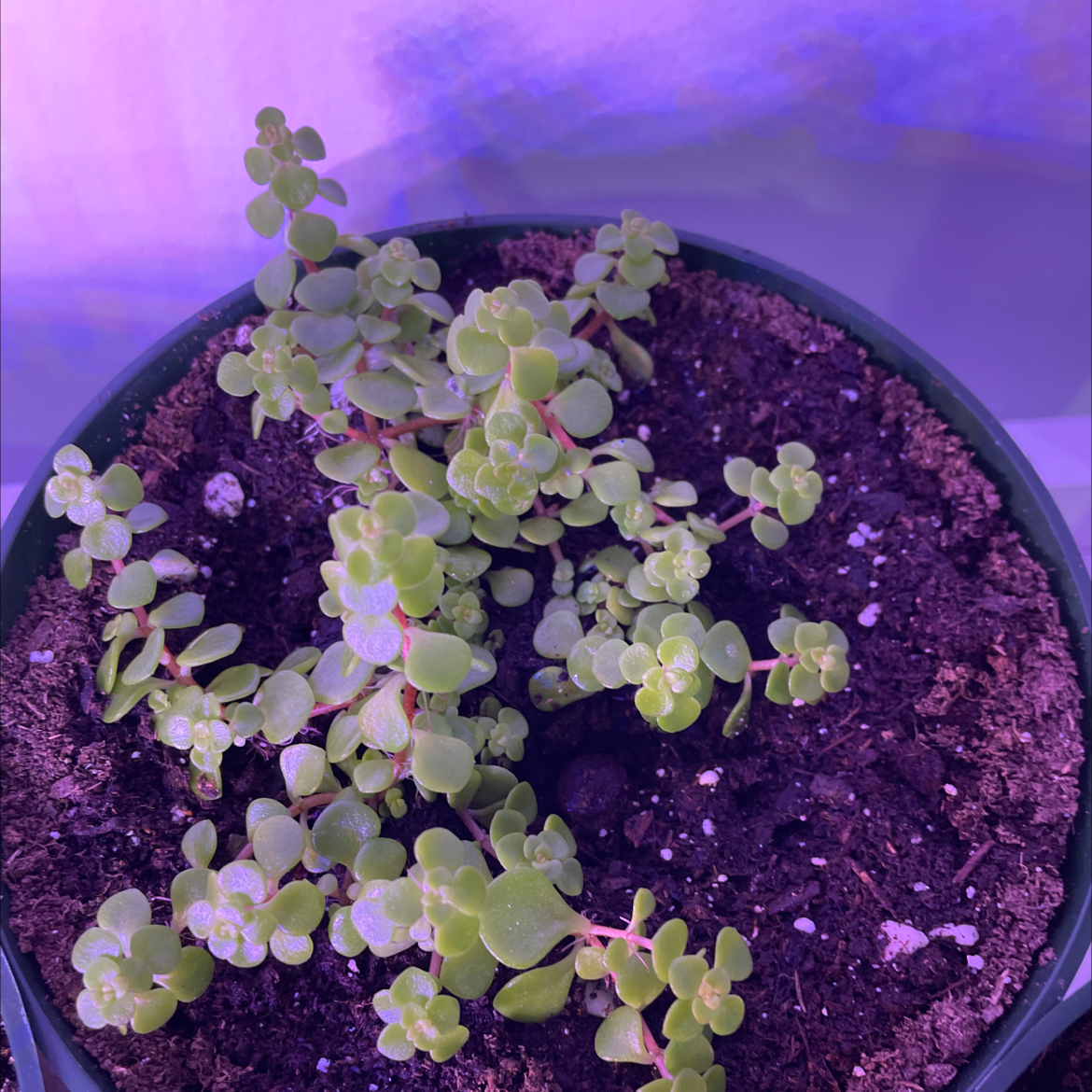 Elephant Bush plant photo by @rbregehr named Your plant on Greg, the plant care app.