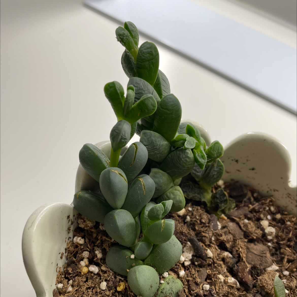 Crassula 'Buddha's Temple' plant in a white pot with visible soil.