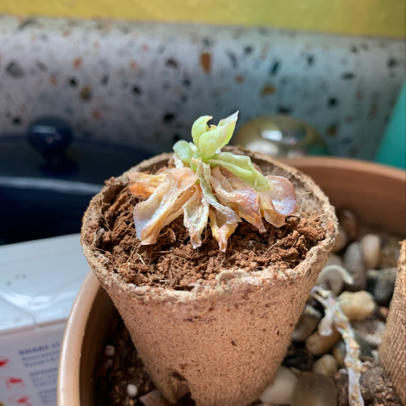 Photo of the plant species Dunce Cap by Allie named Squirt on Greg, the plant care app