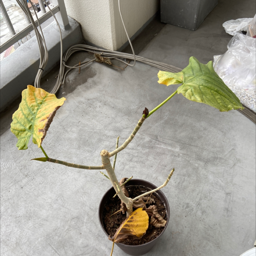 Potted Ficus umbellata with yellowing and browning leaves on a concrete floor.