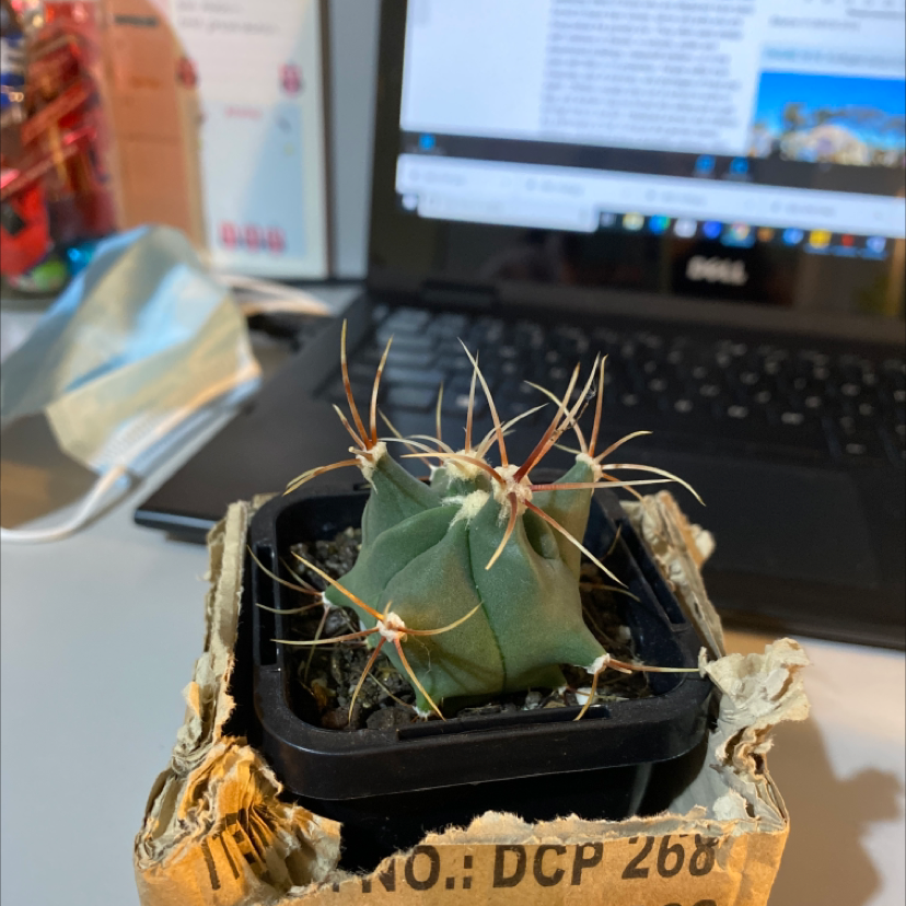 The Glory of Texas cactus in a black pot with visible soil, placed on a desk with a laptop in the background.