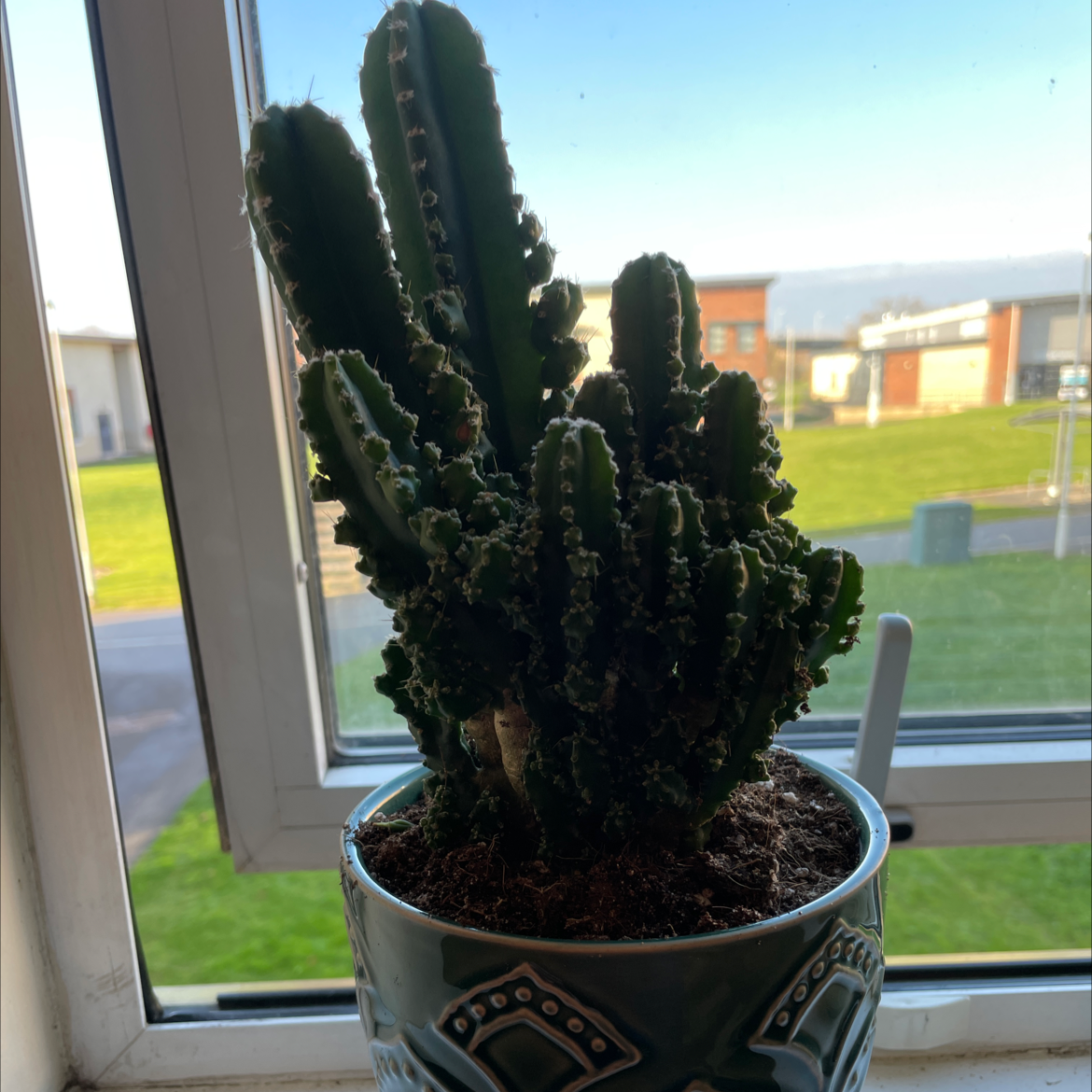 Night-Blooming Cereus plant in a decorative pot on a windowsill, appears healthy.