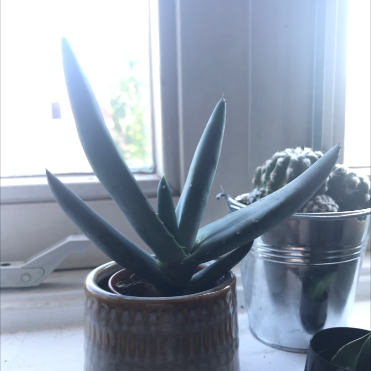 Cape Aloe plant in a small pot on a windowsill with another plant in the background.