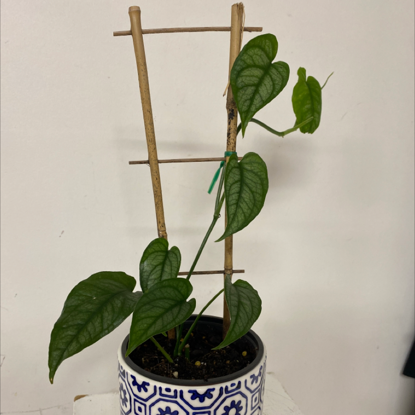 Photo of the plant species Silver Monstera by @ktoml named Vera on Greg, the plant care app
