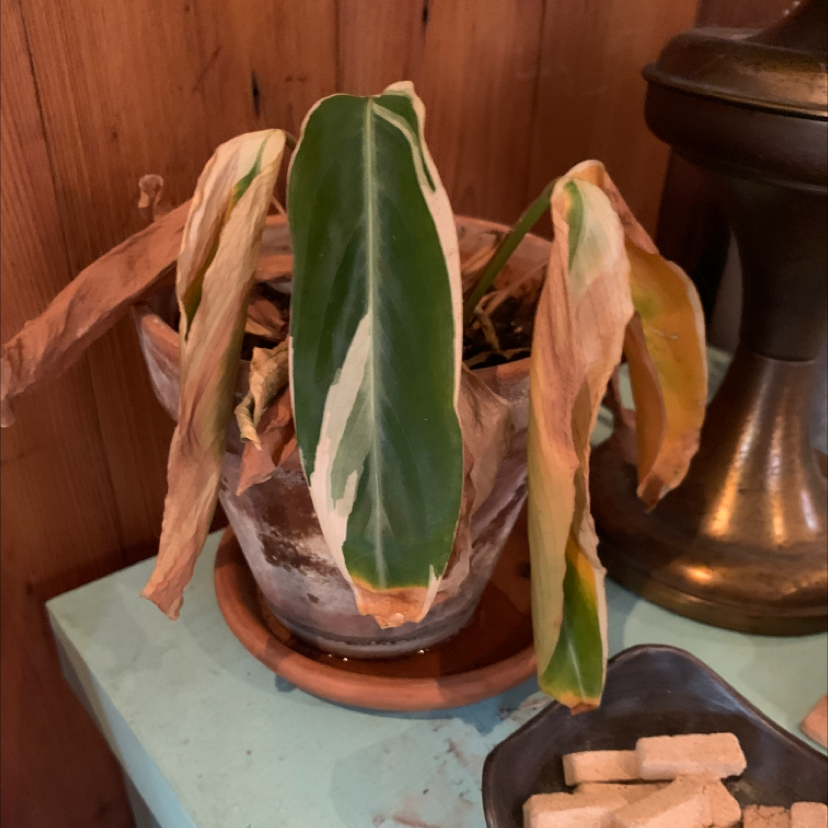 Triostar Stromanthe plant with browning and wilting leaves in a pot.