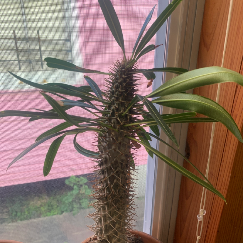 Madagascar Palm (Pachypodium lamerei) with spiny trunk and long leaves near a window.