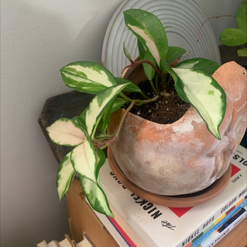 Hoya Carnosa Tricolor plant in a pot with variegated leaves, visible soil, and healthy appearance.