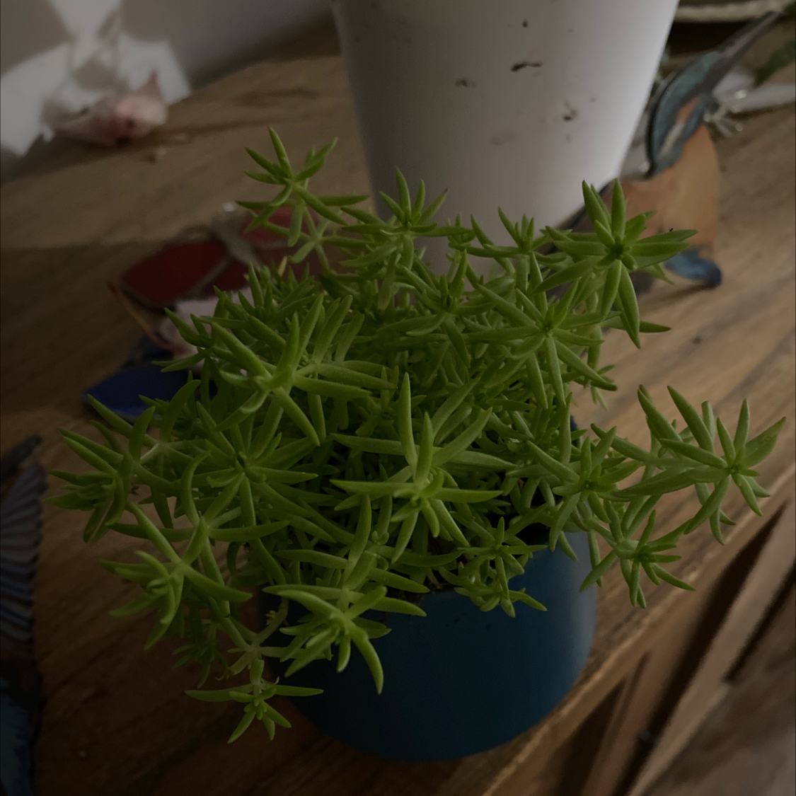 Healthy potted Moss Rose Purselane plant with lush green foliage growing in a blue ceramic pot on a wooden surface.