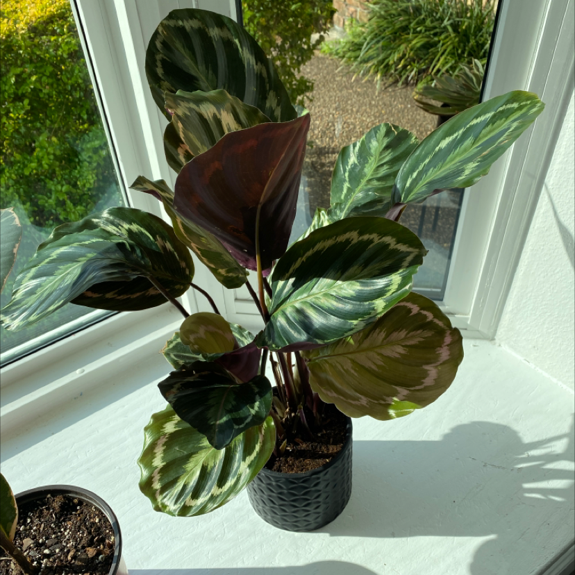 Rose Calathea plant photo by @Aoarias915 named Scarlett on Greg, the plant care app.