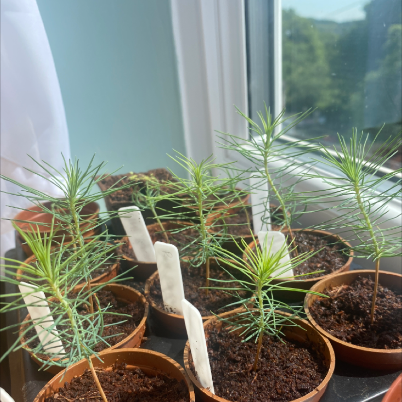 Photo of the plant species Eastern White Pine by @Rosieridley named Baby bonsai on Greg, the plant care app