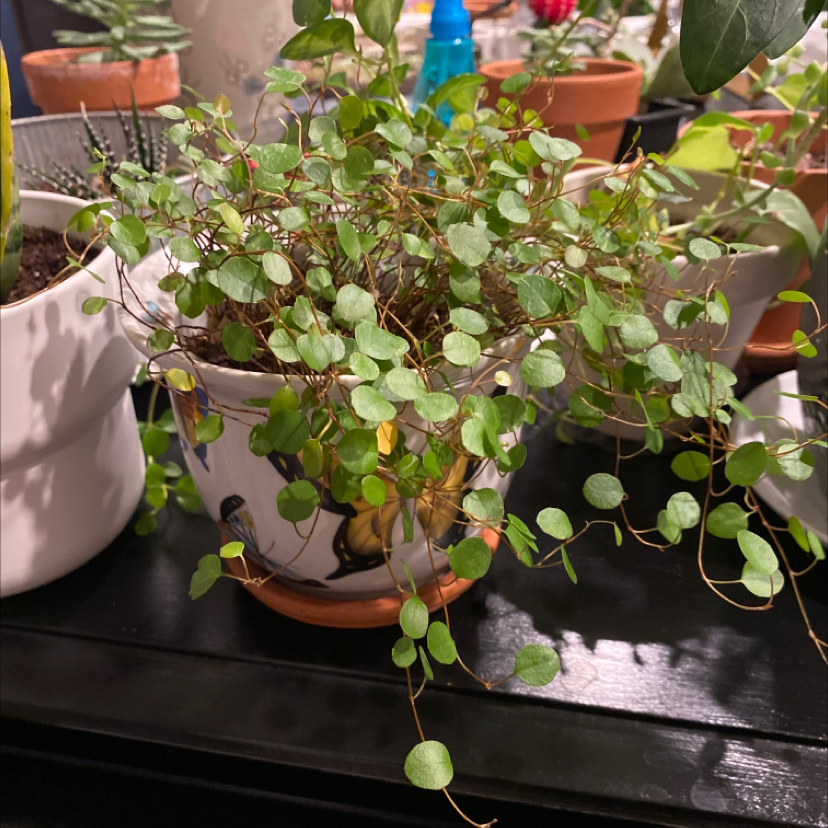 Sprawling Wirevine plant in a decorative pot with green leaves, surrounded by other plants.