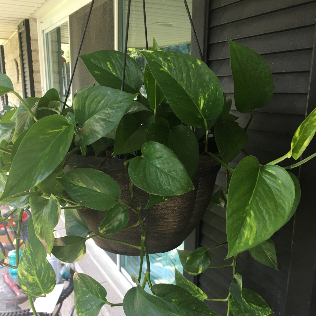 Taro Vine plant photo by Ellaree named Beauty on Greg, the plant care app.