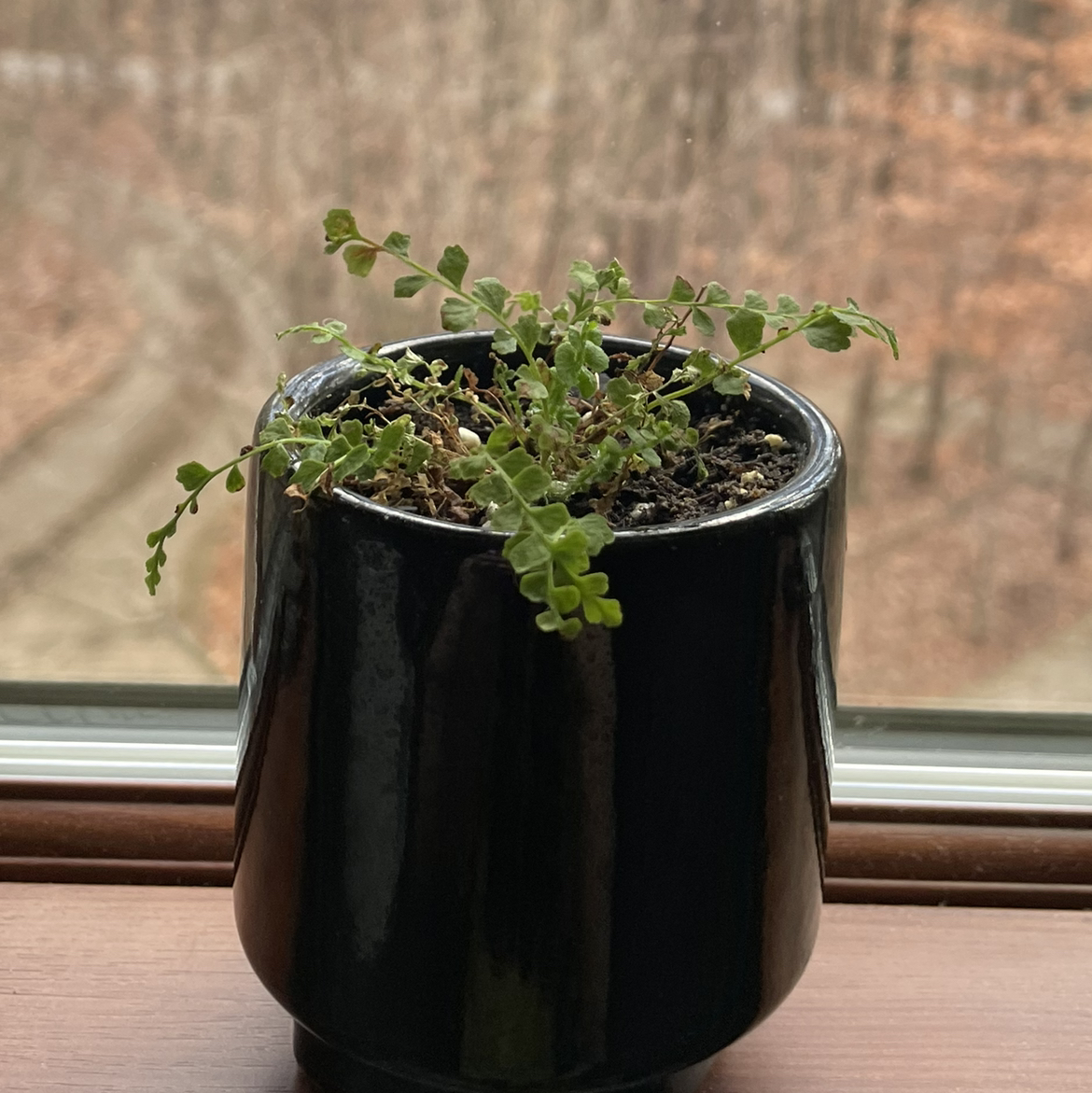 Maidenhair Fern in a black pot on a windowsill with a blurred background.